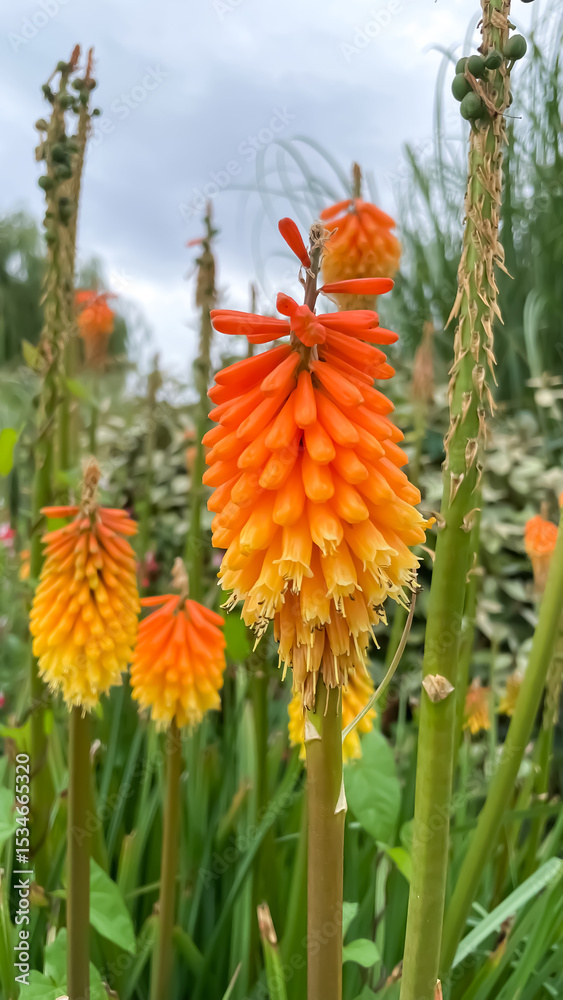 Kniphofia Flower in Bloom at a French Garden in
Honfleur, Normandy Kniphofia Flower in Bloom at a French Garden in
Honfleur, Normandy