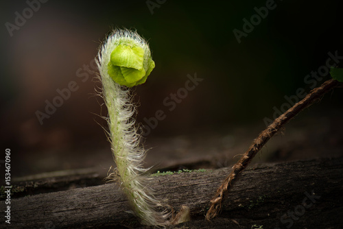 Fiddlehead frond of a fern found in Simpson Falls, Brisbane. Nephrolepis cordifolia is a fern native to the global tropics, including northeastern Australia and Asia.