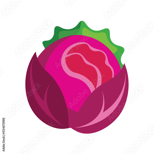 Vibrant Red Cabbage Illustration A Fresh, Healthy Vegetable