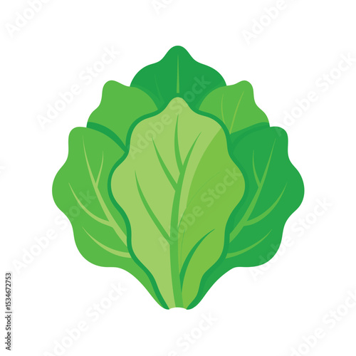 Fresh Green Lettuce A Vibrant Vector Illustration of Leafy Greens