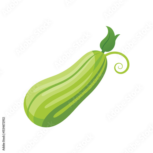 Vibrant Green Squash Illustration Fresh, Healthy Vegetable Clipart