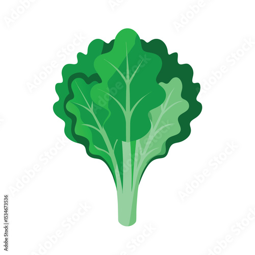 Vibrant Green Leafy Vegetable Fresh Kale Illustration
