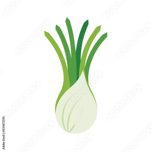 Fresh Fennel Bulb A Culinary Delight, Vibrant Green Stalks and Aromatic Flavor