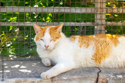 a cat laying down 