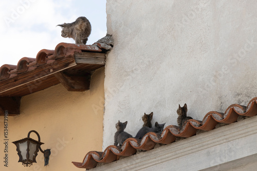 A group of kittens and their mother
