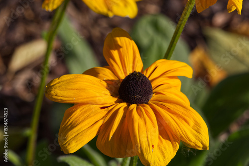 Black eyed Susans in Bloom