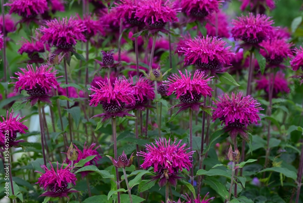 Fototapeta premium Monarda flowers. Lamiaceae perennial plants. They produce fragrant red, pink or white flowers from June to September. They are a source of nectar and are also called bee balm.
