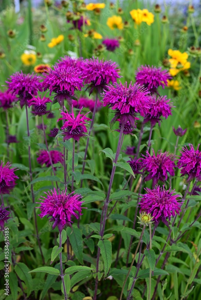 Obraz premium Monarda flowers. Lamiaceae perennial plants. They produce fragrant red, pink or white flowers from June to September. They are a source of nectar and are also called bee balm.