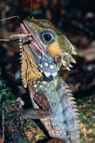 Boyd's Forest Dragon feeding on grasshopper
