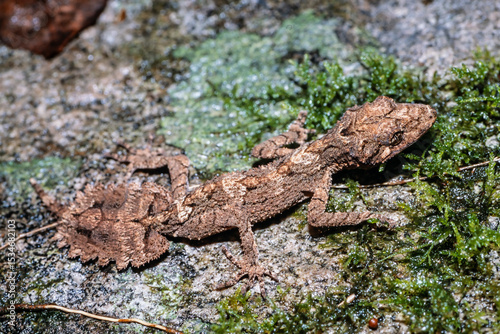 Southern Leaf-tailed Gecko on mossy log