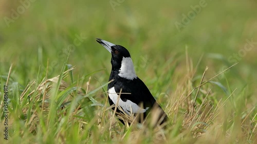 The Australian magpie is a black and white passerine bird native to Australia and southern New Guinea.