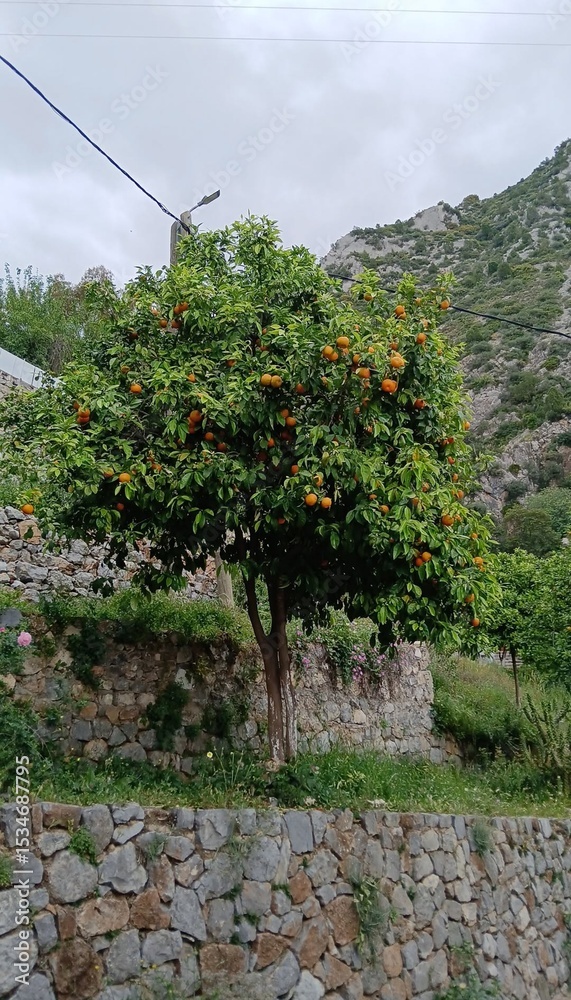Naklejka premium Nature’s Paradise Lush Hills and Majestic Mountains of Chefchaouen