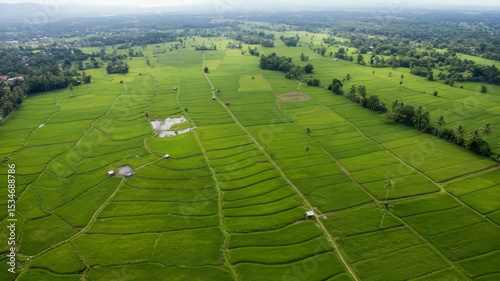 Lush Green Rice Fields Under a Clear Blue Sky in Rural Landscape
