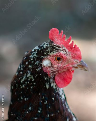 Close up of a  pet chicken in the yard