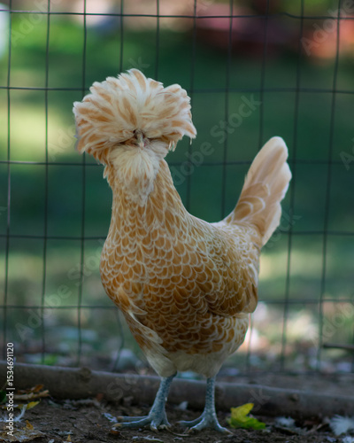 Chicken with fluffy head feathers