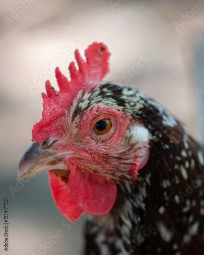 close up of a pet chicken looking to the left