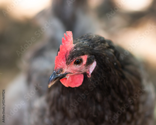 Portrait of a shy free range pet chicken