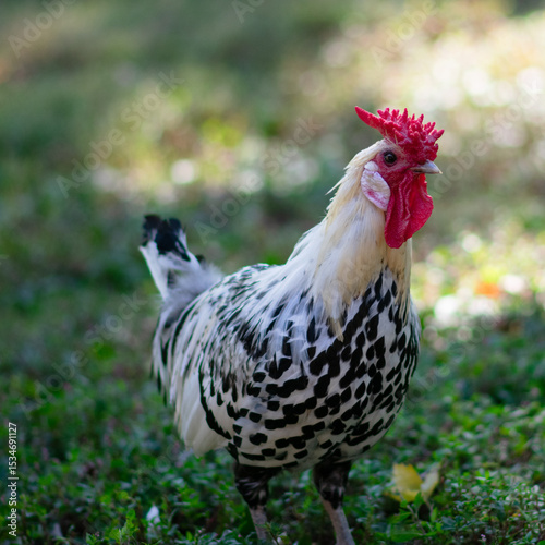 Beautiful black and white rooster chicken