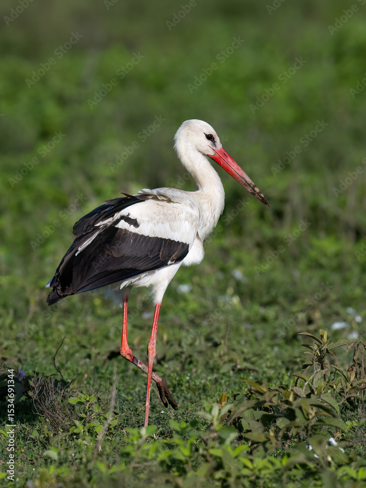 Fototapeta premium White Stork Foraging in Lush Green Plain