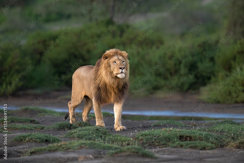 Naklejka premium Male Lion Walking Through African Grassland at Sunset