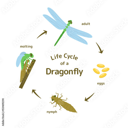 Life Cycle of a Dragonfly Illustration