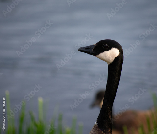 Close up picture of a Canada goose in Alaska