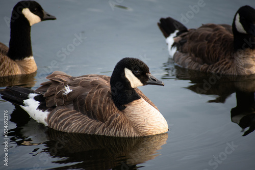 Canada goose swimming in a lake