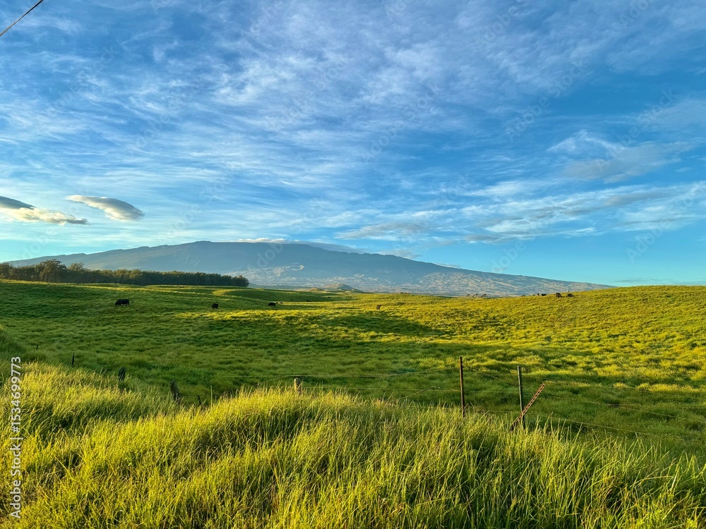 Fototapeta premium Morning Air