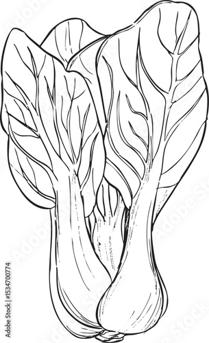 チンゲン菜　丸ごと　線画