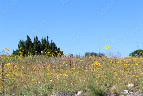 Fototapeta Naklejka Na Ścianę i Meble -  meadow with flowers