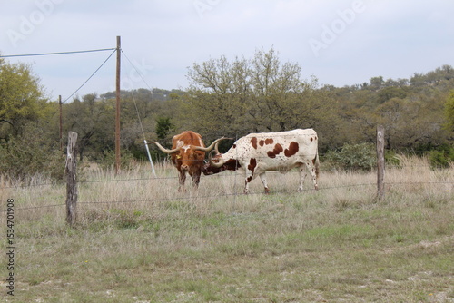 cows grazing in a field