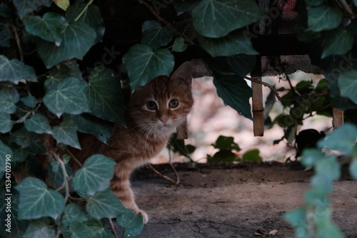 Cats of Istanbul, Turkey