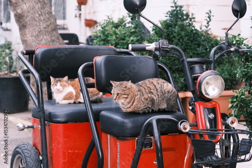 Cats of Istanbul, Turkey