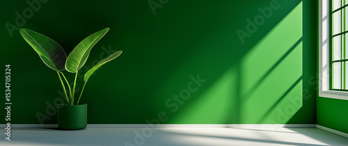Green room plant sunlight minimalist interior wall floor pot