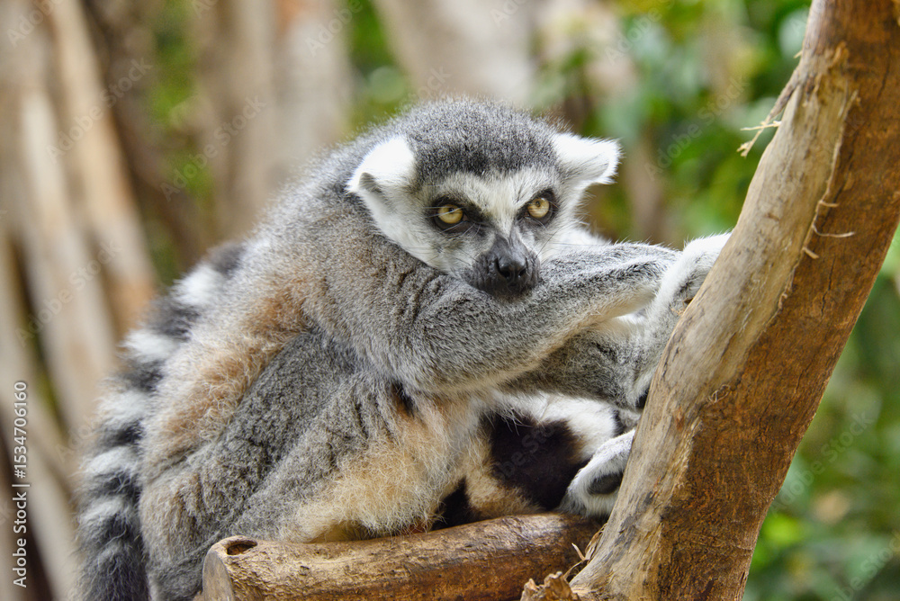 Obraz premium ワオキツネザル