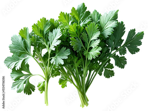 Fresh Parsley Sprigs Culinary Herb, Garnish, and Ingredient