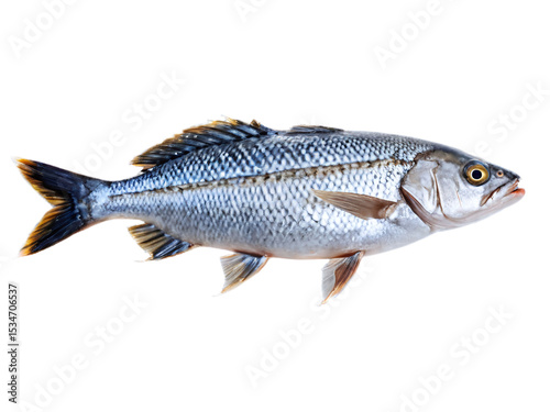 Close-up of a Silverfish Detailed View of a Single Fish Against a White Background