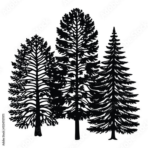Tall coniferous trees stand as dark silhouettes against the sky, their pointed shapes creating a serene, timeless forest scene that evokes calm and natural beauty.
