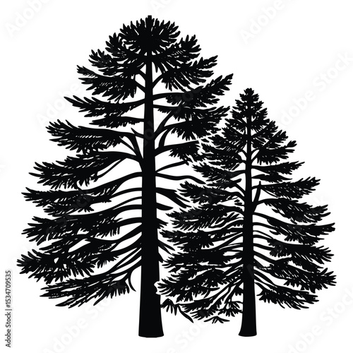 A tall scotch fir silhouette stands proud against the twilight sky, its layered branches and pointed crown forming a striking shape in the fading light.
