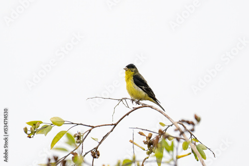 Fotografie Lesser Gold finch bird perched on thin branch shows color of yellow and black ag