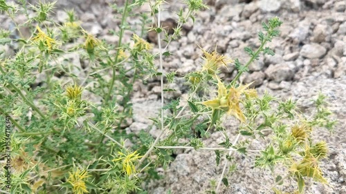 Carthamus lanatus or Scolymus hispanicus wild plant