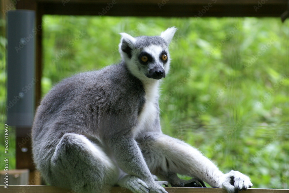 Obraz premium ワオキツネザル