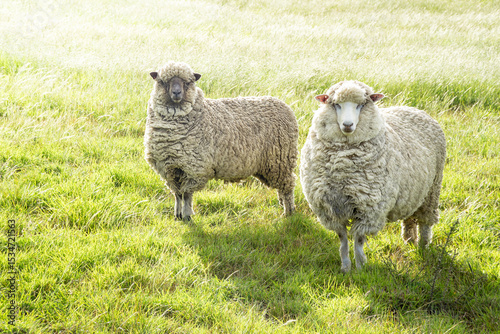 Two sheep standing in a green paddock