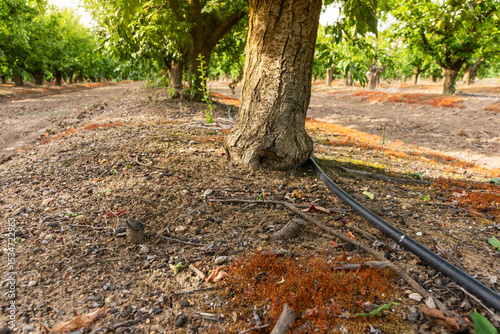 Drip Irrigation at Sunset: Water Lines in a Fruit Orchard Under a Golden Sky.