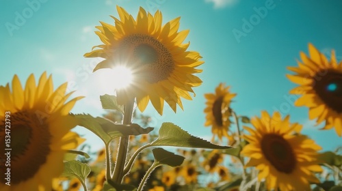Sunflowers bathed in sunlight