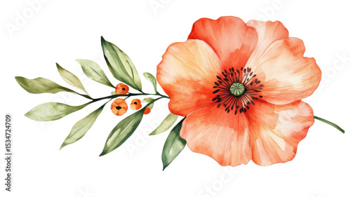 Vibrant Red Orange Poppy Flower in Full Bloom Isolated on White Background