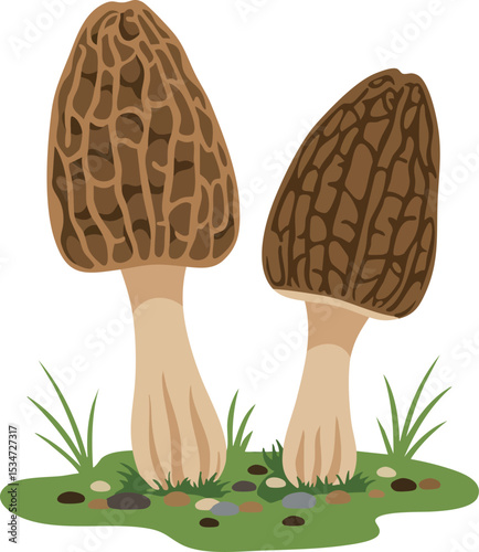 Morel mushroom vector illustration with green grass and soil natural fungi design 