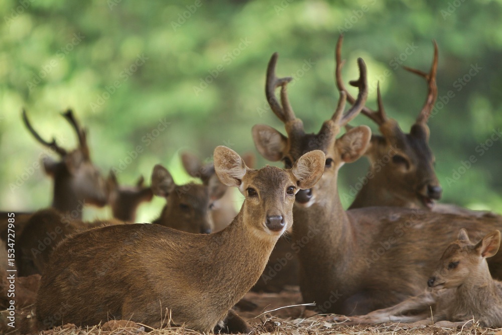 Obraz premium A herd of bawean deer resting during the day