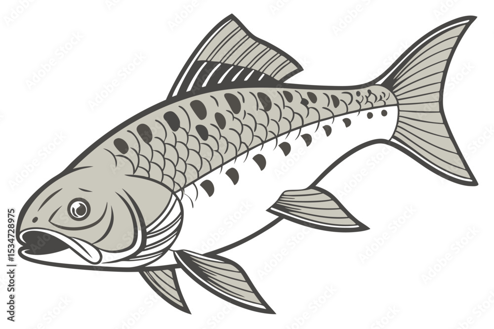 Fototapeta premium Detailed plecostomus fish illustration on white background