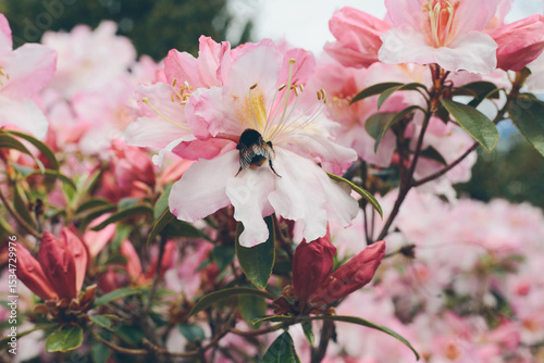 A large bumblebee on a light pink rhododendron flower photo